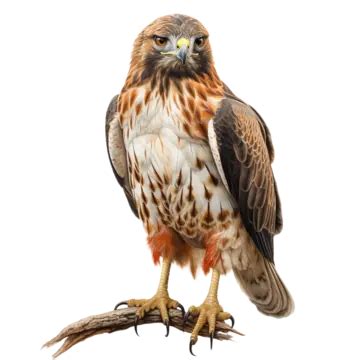Majestic Red Tailed Hawk Soaring Through The Sky Copy, Feathers, Bird, Wings PNG Transparent ...