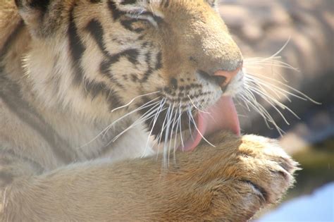 Tiger Licking on Its Paw · Free Stock Photo