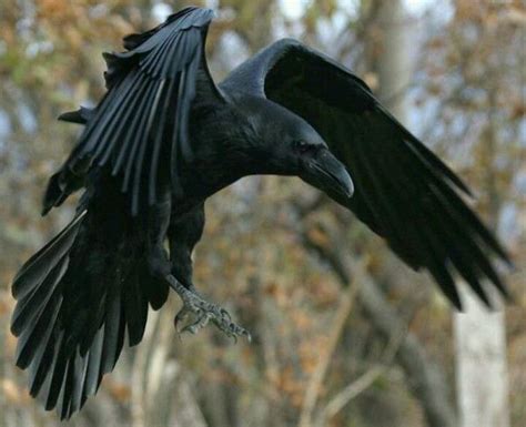 Raven in flight. | Tattoos | Pinterest | The o'jays, Feathers and Silk