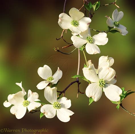 Dogwood flowers photo WP01170