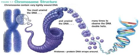 Chromosome Structure | Dna and genes, Dna, Chromosome structure