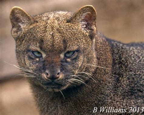 Jaguarundi - International Society for Endangered Cats (ISEC) Canada