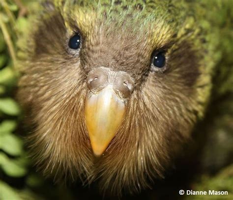 Kakapo Bird