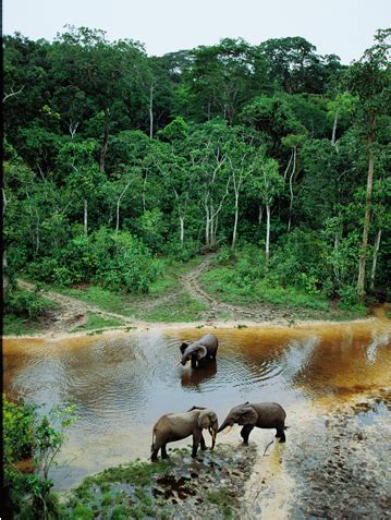 Forest Elephant Habitat