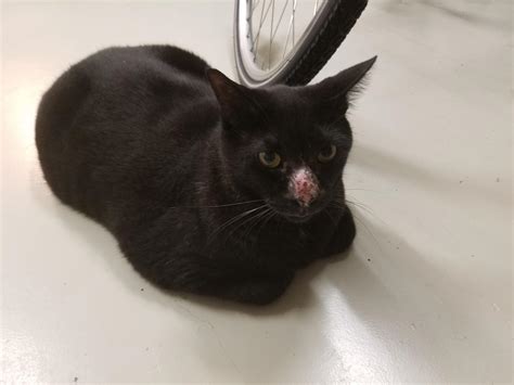 Black Cat Loaf : Catloaf