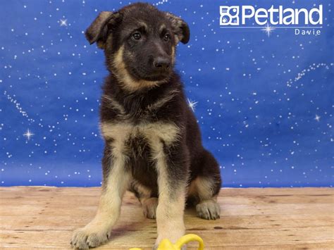 Petland Florida has German Shepherd puppies for sale! Interested in finding out more about this ...