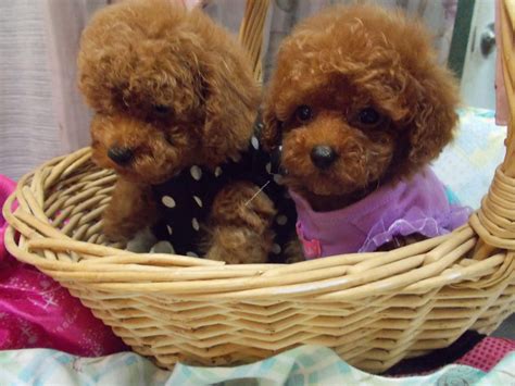 Toy Poodle Puppies For Sale in Florida | Teacup Poodles | Lowry Toy Poodles