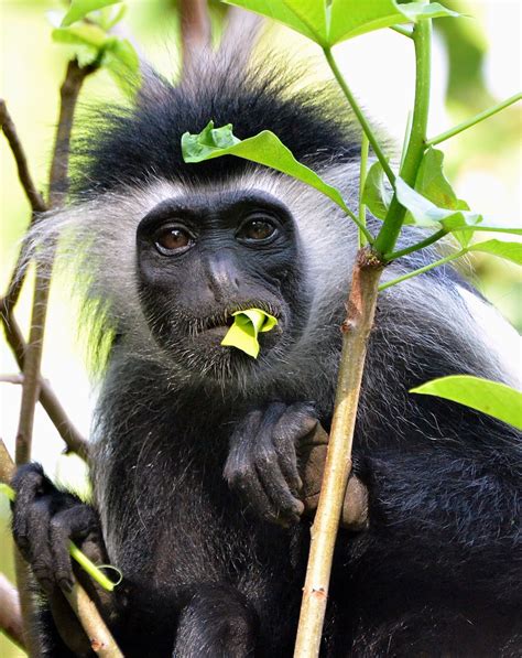 Wild Colobus Monkey eating leaves - his prime source of fo… | Flickr