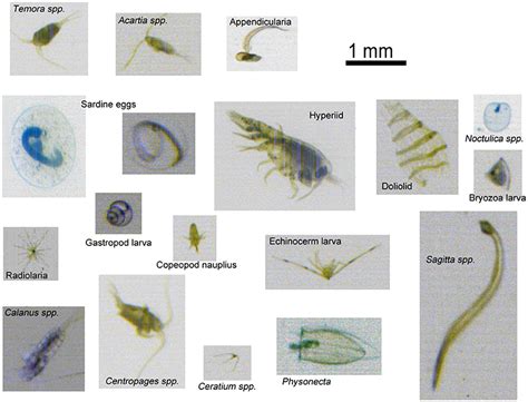 Zooplankton Definition Examples And Types Biology