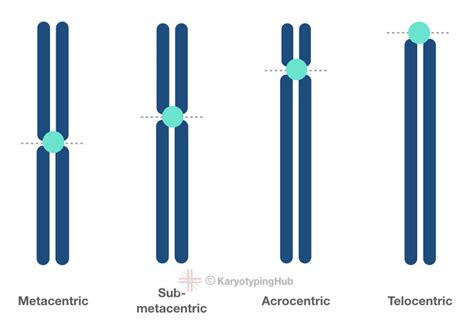 Metacentric, Acrocentric and Telocentric Chromosomes – KaryotypingHub