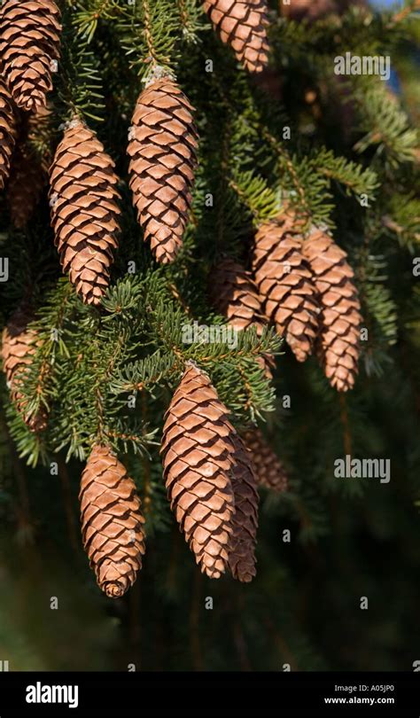 Spruce ( picea abies ) cones hanging from branch Stock Photo - Alamy