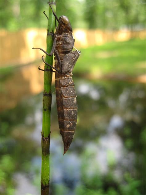 School For Us: Dragonfly Nymph Exoskeleton