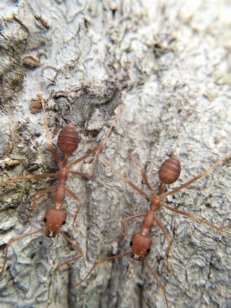 Macro Photo of a Swarm of Kroto Ants on a Tree Stock Photo - Image of macro, swarm: 268735300