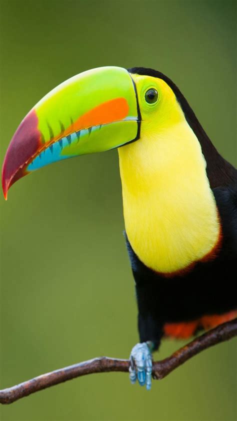 Toucan Wallpapers - Top Free Toucan Backgrounds - WallpaperAccess