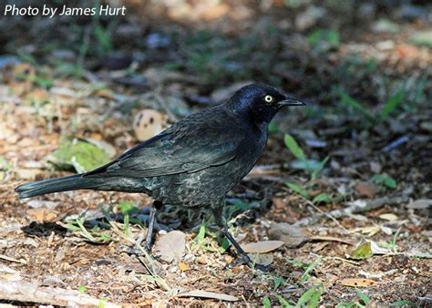 Tennessee Watchable Wildlife | Brewer's Blackbird - Habitat: 1