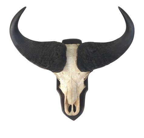 Longhorn Skull Vector at Vectorified.com | Collection of Longhorn Skull ...