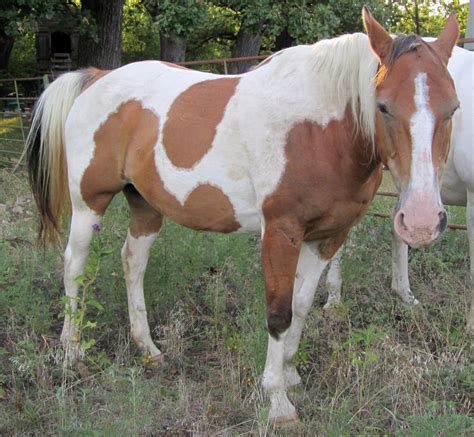 Brown and white paint horse 02 by NavuStar on DeviantArt