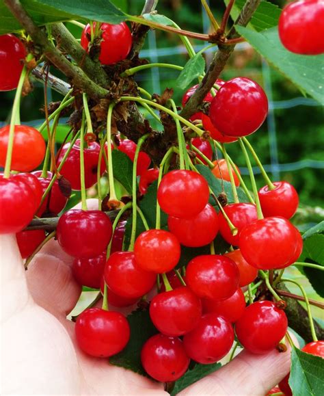 Sour Cherry / Prunus cerasus 'Montmorency' | Fruits and vegetables ...