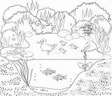 Printable Pond Habitat Coloring Page Sketch sketch template