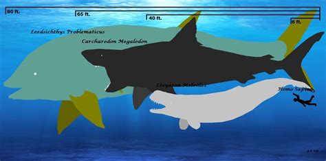 Megalodon size chart by TheGuyWhoMakesPizza on DeviantArt