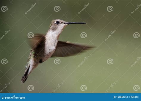 Black-Chinned Hummingbird Hovering in Flight Deep in the Forest Stock ...