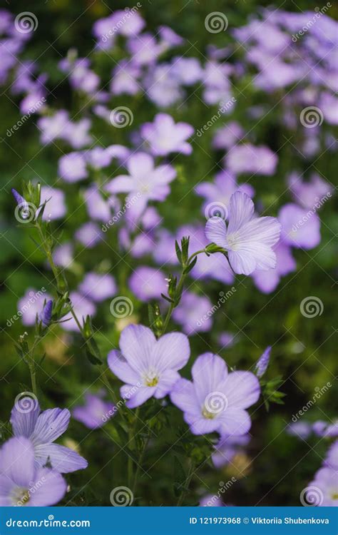 Lylac flowers stock photo. Image of flowers, white, lylac - 121973968