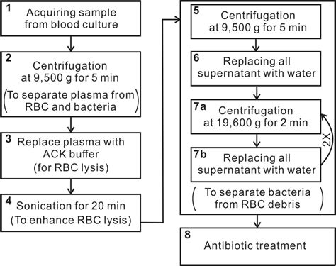 Pretreatment procedure of blood-culture samples. Selective lysis... | Download Scientific Diagram