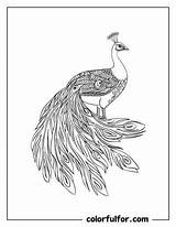 23 Beautiful Peacock Coloring Pages  Free PDF Printables Colorfulfor sketch template