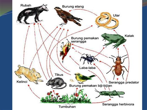 Detail Contoh Jaring Jaring Makanan Di Hutan Koleksi Nomer 51