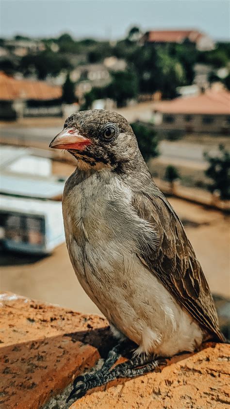 This bird is like a GPS for honey - Ars Technica