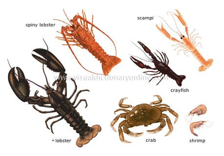 Crustacea - Phylum Arthropoda