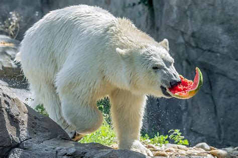 Images Of Polar Bears Eating