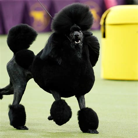 Standard Poodle 0250 Poodles Dogs | lupon.gov.ph