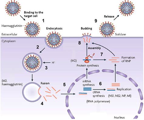 Influenza A Virus: An Overview