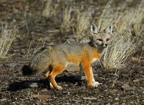 Kit Fox – Oregon Conservation Strategy