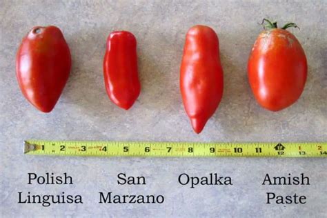 Amish Paste Tomato vs. San Marzano: A Tomato Showdown