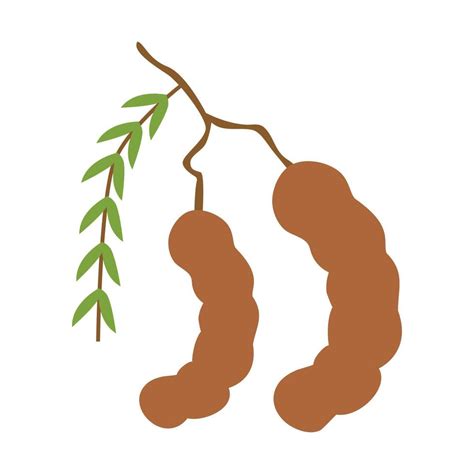 Tamarind fruit vector illustration.tamarind fruit icon 18755460 Vector Art at Vecteezy