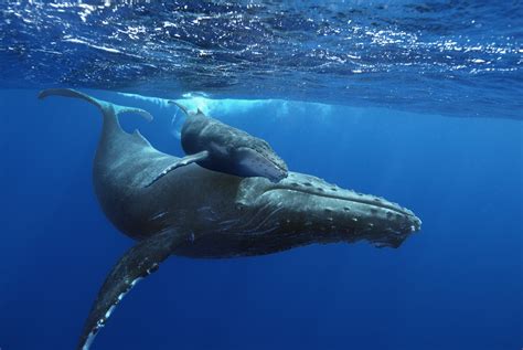 Ballena jorobada: características, extinción y mucho más