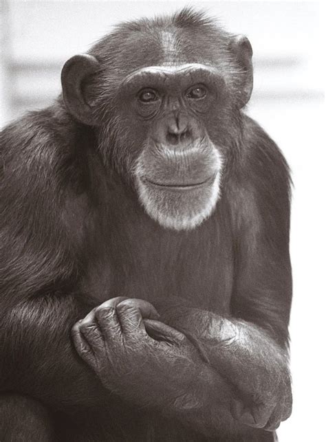 Chimpanzé Washoe: o primeiro animal a se comunicar com humanos - Mega Curioso