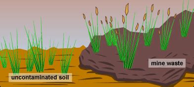 Sympatric speciation Definition and Examples - Biology Online Dictionary