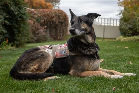 Forgotten Vietnam war dogs to be memorialized in Layton | News, Sports ...