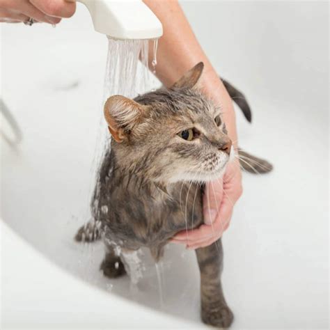 How to Bathe a Cat: Step-by-Step Tips From a Groomer | BeChewy