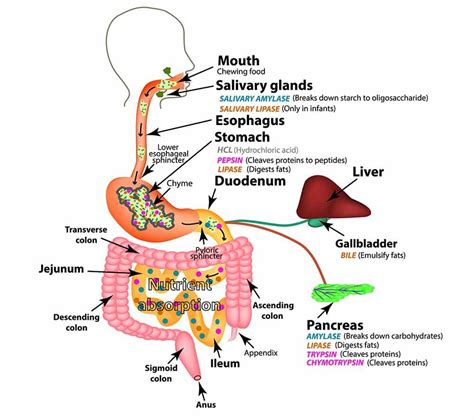 Digestion Problems and Migraine: Is Your Gut Behind Your Headaches?