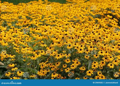 Field of Yellow Coneflowers Stock Photo - Image of petals, garden: 2969582