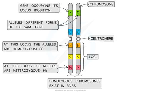 Inheritance: Key Terms (2.4.3) | Edexcel A (SNAB) AS Biology Revision Notes 2015 | Save My Exams