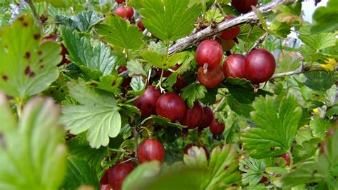 Gooseberry Varieties