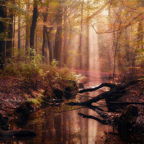 Most Beautiful Forest Photography by Nelleke Pieters | 99inspiration