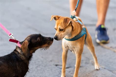 6 Ways to Stay Safe While Walking Your Dog