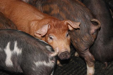 Duroc Pigs: Breed Profile, Characteristics and Photos