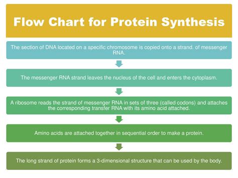 Protein Synthesis Flow Chart